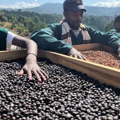 Coffee beans from Ethiopia Shanta Golba Natural