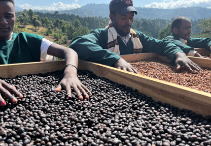 Ethiopia Mother Station Washed