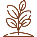 VARIETAL